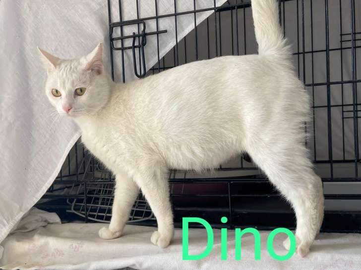 Chat blanc d'un an à donner
