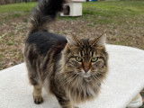 Donne superbe chatte