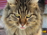 Donne superbe chatte