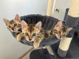 Chatons de race Bengal à vendre (3 femelles & 1 mâle)