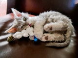 Chaton Selkirk Rex longhair