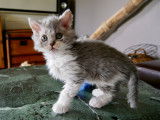 Chaton Selkirk Rex longhair