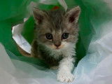 Chaton Selkirk Rex longhair