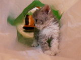 Chaton Selkirk Rex longhair