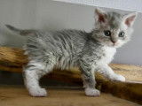 Chaton Selkirk Rex longhair