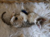 Chaton Selkirk Rex longhair