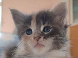 2 chatons Maine Coons LOOF à réserver