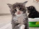2 chatons Maine Coons LOOF à réserver