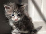 2 chatons Maine Coons LOOF à réserver