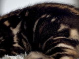 Magnifiques chatons Bengal à réserver