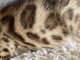 Magnifiques chatons Bengal à réserver