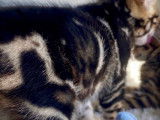 Magnifiques chatons Bengal à réserver
