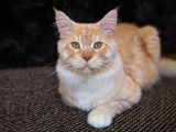 Skobar, magnifique mâle Maine Coon disponible pour saillie