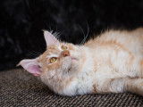 Skobar, magnifique mâle Maine Coon disponible pour saillie