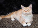Skobar, magnifique mâle Maine Coon disponible pour saillie