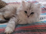 Chaton British Shorthair LOOF à vendre