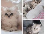 Chaton British Shorthair LOOF à vendre