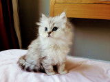 Chaton British Shorthair LOOF à vendre