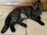 Mâle Scottish Fold disponible pour saillie