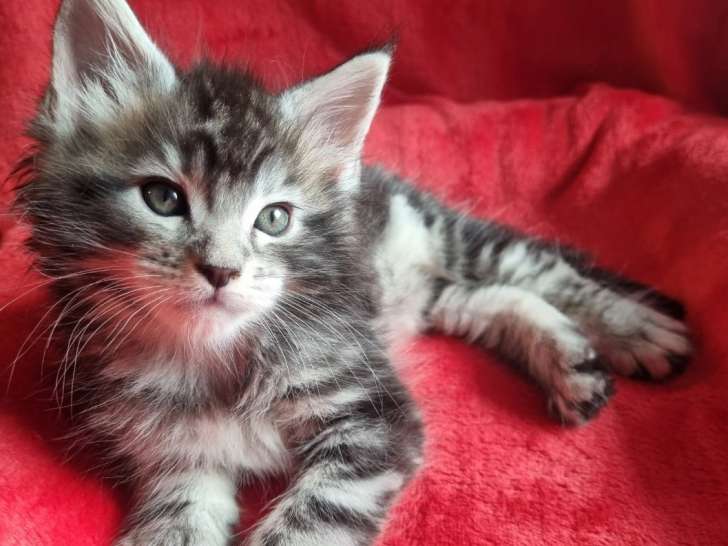 Chatons Maine Coon LOOF à vendre