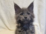 Chatons Maine Coon LOOF à vendre