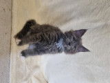 Chatons Maine Coon LOOF à vendre