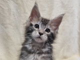 Chatons Maine Coon LOOF à vendre