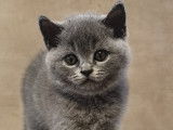 Chaton british shortair bleu vacciné