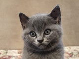 Chaton british shortair bleu vacciné