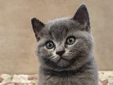 Chaton british shortair bleu vacciné