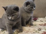 Chaton british shortair bleu vacciné