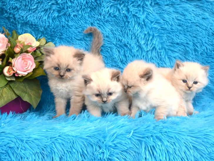 Superbes chatons Sibérien LOOF à vendre