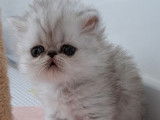 Chatons Persan à vendre