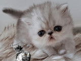Chatons Persan à vendre