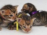 3 chatons Toygers LOOF à réserver