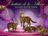 3 chatons Toygers LOOF à réserver
