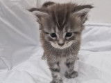 3 chatons Maine Coons LOOF à la réservation