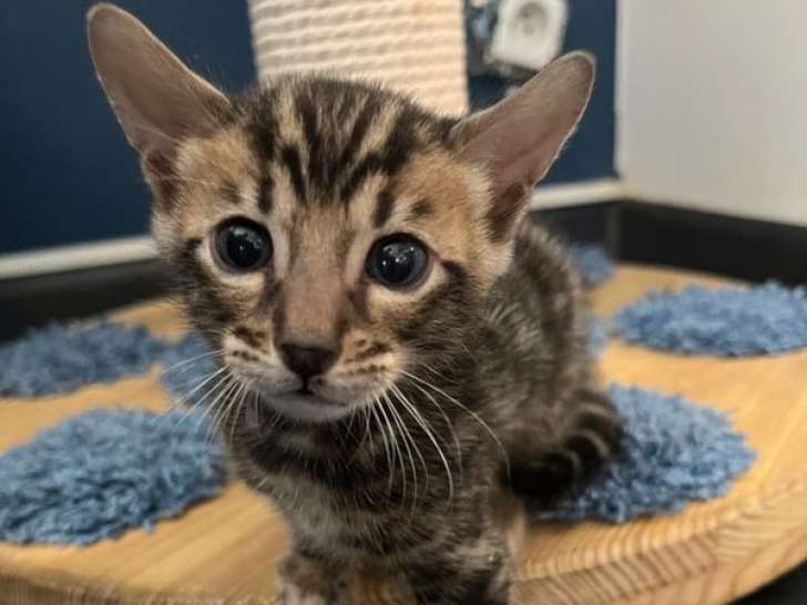 2 chatons Bengal LOOF à la réservation