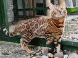 Chatons Bengal avec de magnifiques rosettes à vendre