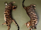 Chatons Bengal avec de magnifiques rosettes à vendre