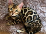 Chatons Bengal avec de magnifiques rosettes à vendre