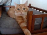 Chatte à donner