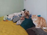 Chatte à donner