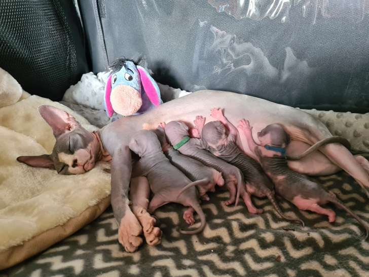 Chatons Sphynx