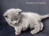 Chatons Chartreux LOOF à vendre