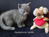 Chatons Chartreux LOOF à vendre
