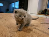 Chatons Scottish Fold à réserver