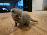 Chatons Scottish Fold à réserver