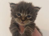 À réserver 5 chatons Maine Coons LOOF