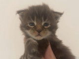 À réserver 5 chatons Maine Coons LOOF